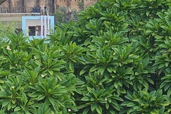 Gullu Kuku Homestay, Jaipur Gullu Kuku Homestay, Jaipur