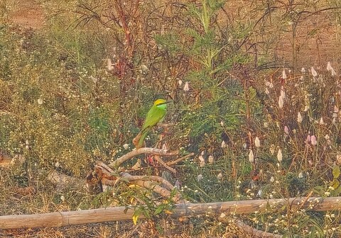 Gruhaveda Nature Stay Camping