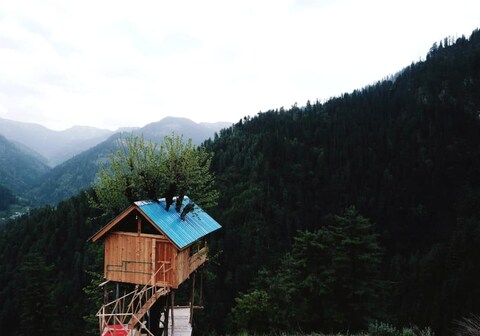 JungleBook Mulberry Tree House