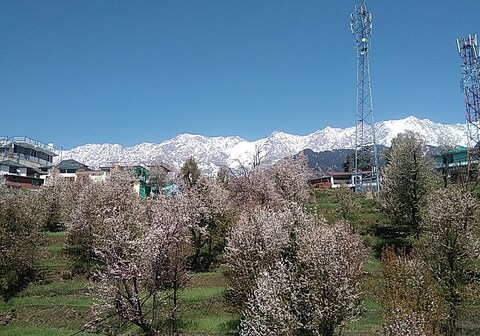 TranquilTrails Home Stay Naddi