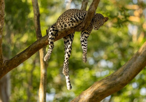 Heritage by Nomada Mount Abu