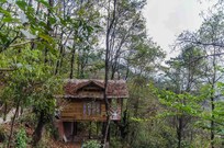 Bustee Tree House, Gangtok Bustee Tree House, Gangtok