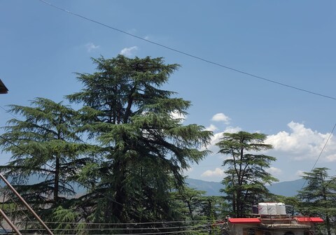 Shimla Pine View