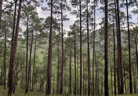 YOYO 4321 CHAMPIONS BUNGLOW HOMESTAY, CORBETT