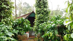 Dream Path Cottages-1 BHK Cottage, Coorg Dream Path Cottages-1 BHK Cottage, Coorg