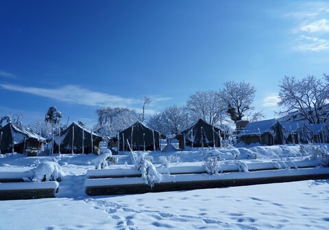 Jungle Liv inn Camp Site