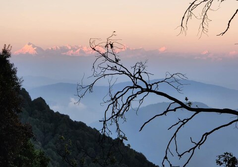 Mountain Golden Ray, Mukteshwar