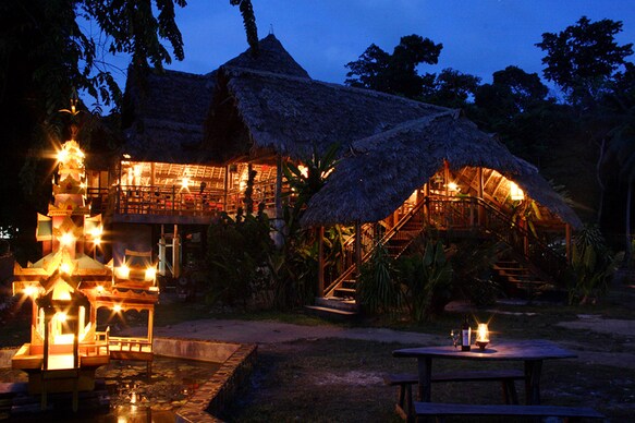 The Wild Orchid