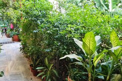 Green Cocoon Homestay Jaipur, Jaipur Green Cocoon Homestay Jaipur, Jaipur