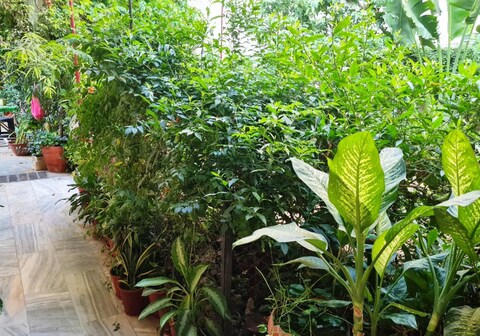 Green Cocoon Homestay Jaipur