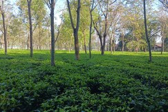 Deeshari Aronnyak Homestay, Lataguri Deeshari Aronnyak Homestay, Lataguri