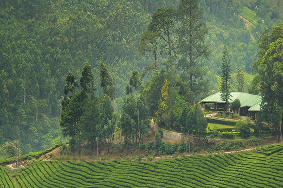 Talayar Bungalow | Restaurant & Lawn