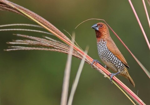 Rutugandh River View (Agro tourism)
