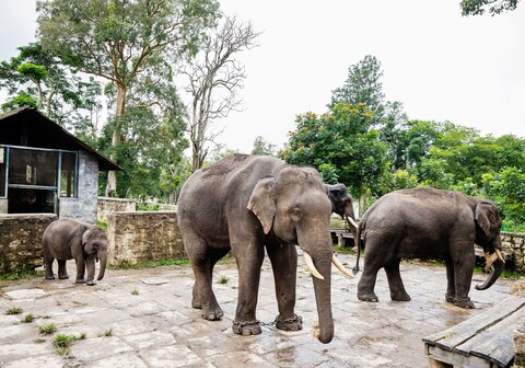Dubare Elephant Camp by Jungle Lodges