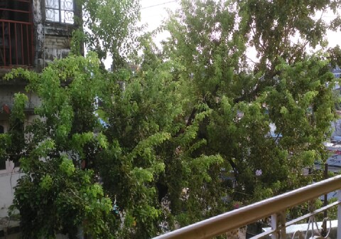 Whitebark Homestay