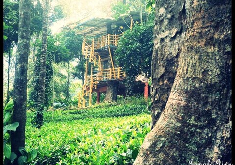 Jungle Jive Tree House | Rooms in a Homestay