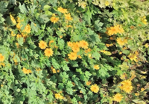 Candy Nokai Homestay