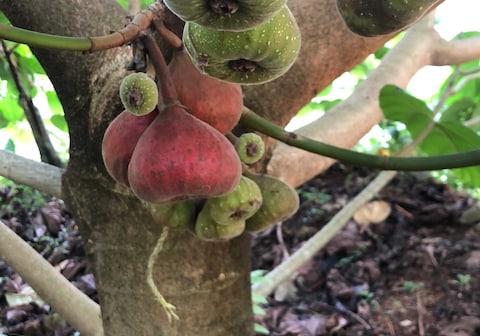 Urumbi Hill Homestay