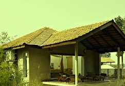The Roaring Salvan County, Bandhavgarh The Roaring Salvan County, Bandhavgarh