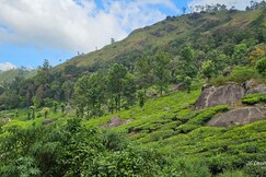 Tea Dale, Munnar Tea Dale, Munnar