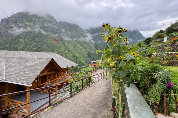 Blue poppy Premier Joshimath