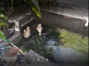 Rajammal Swimcourt Guest House and Hotel, Yelagiri Rajammal Swimcourt Guest House and Hotel, Yelagiri