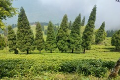 Mukhia homestay Amayra's, Darjeeling Mukhia homestay Amayra's, Darjeeling