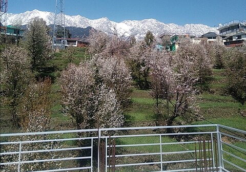 Home Stay Tranquil trails Naddi