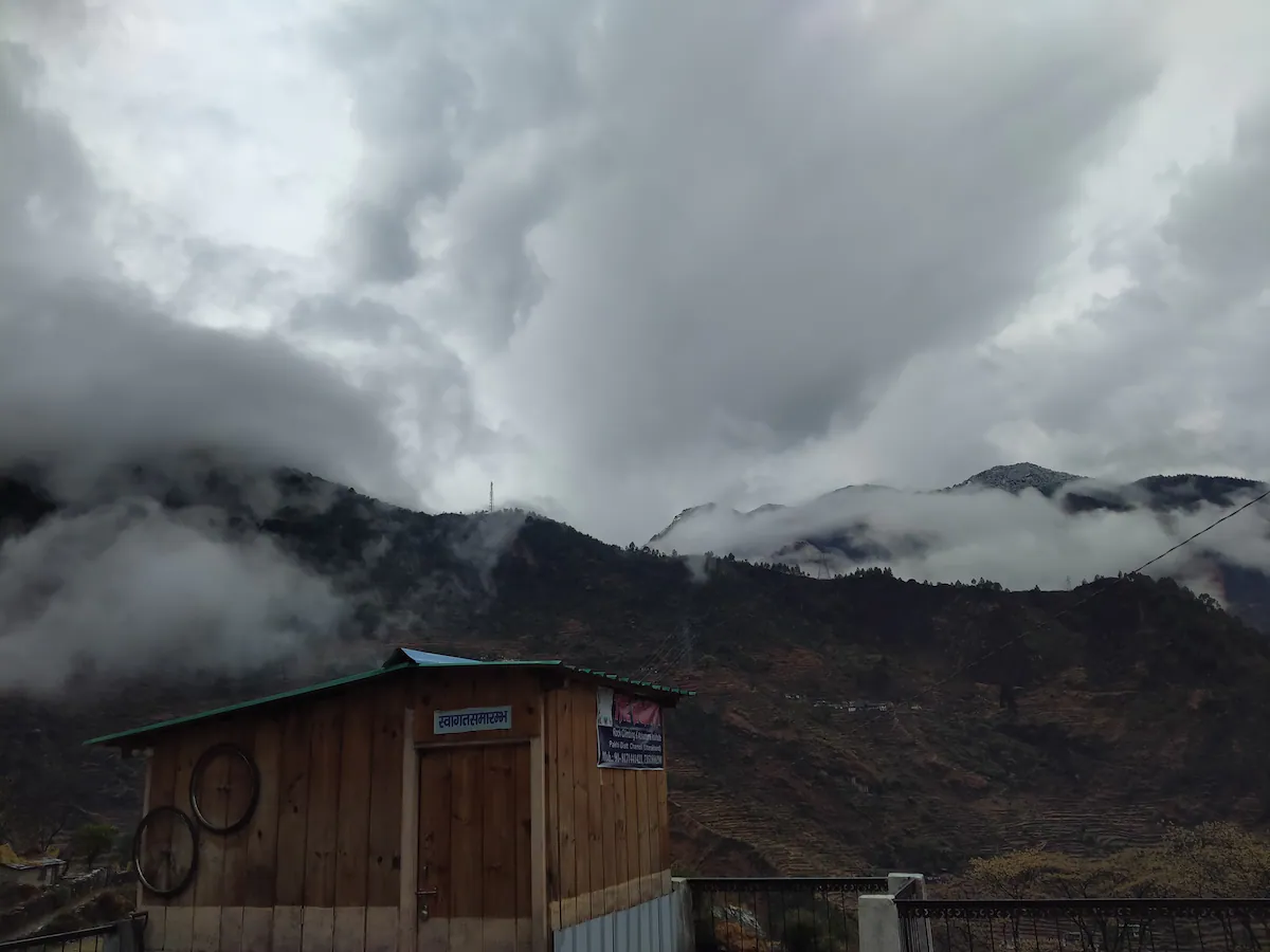 Pine magic in the woods