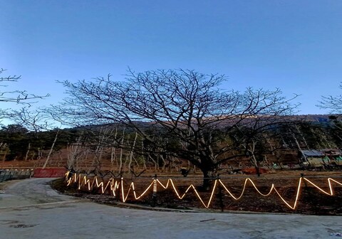 The Tree House Cottage