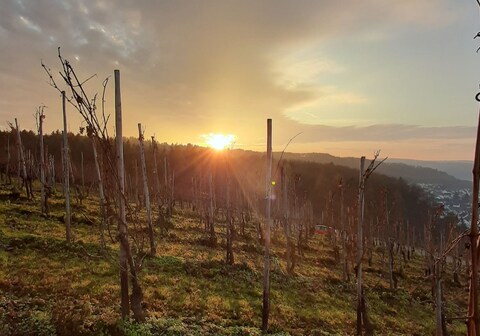 Holiday Inn Express Trier