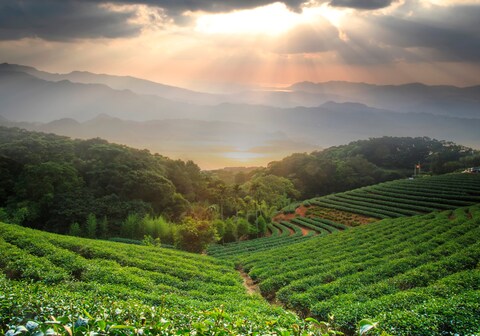 Greay Cormorant Homestay