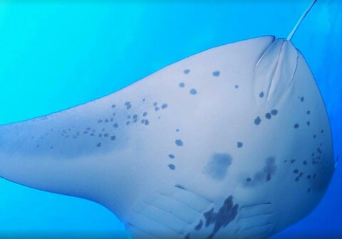 Calyx Grand Fuvahmulah