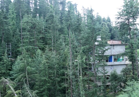 Pine Heaven B&B | Private Rooms & Kitchen