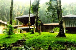 Lanternstay Jungle Resort, Wayanad Lanternstay Jungle Resort, Wayanad