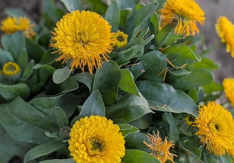 Quaint village farm stay