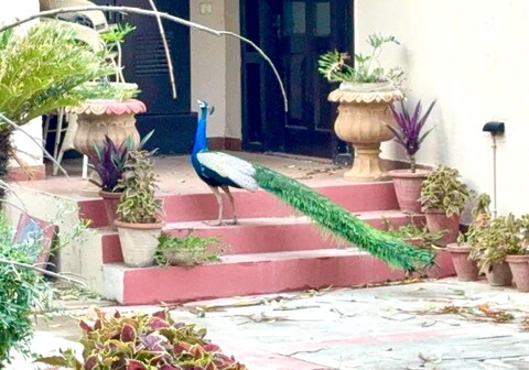 Mor Pur Royal Golf Course Stay