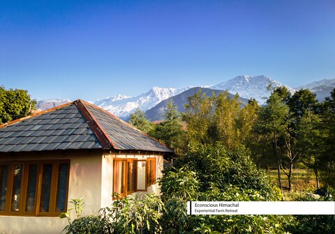 Farm Birdhouse Studio