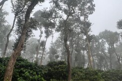 Dubare Plantation stay, Coorg Dubare Plantation stay, Coorg