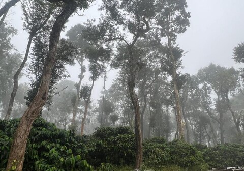 Dubare Plantation stay