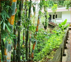 Spring & Valley View Resort, Thekkady Spring & Valley View Resort, Thekkady