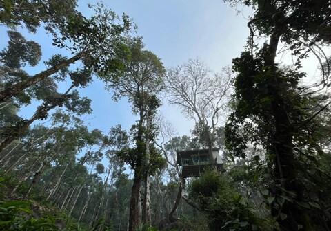 Silver Trees Tree House