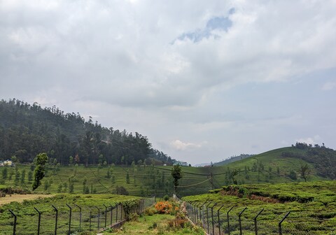 Bagaan - Tea Plantation Stay