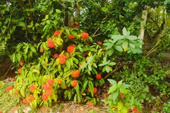Dwaraka Nature Home Stay, Mysore Dwaraka Nature Home Stay, Mysore