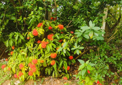 Dwaraka Nature Home Stay