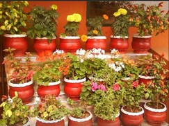 The Willow Hill, Ooty The Willow Hill, Ooty