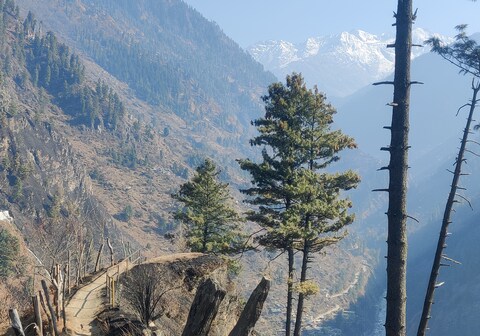 Alpine woods homestay