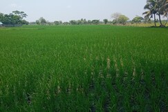 Faisal nagar, Thanjavur Faisal nagar, Thanjavur