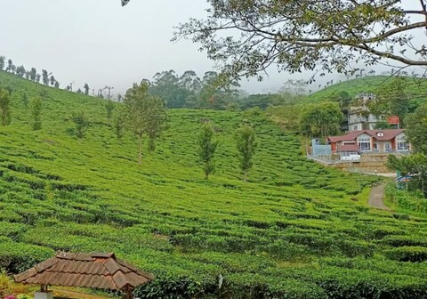 Peace Valley | Tea-Plantation Homestay
