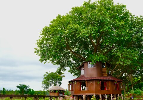 Ciarans Tree House